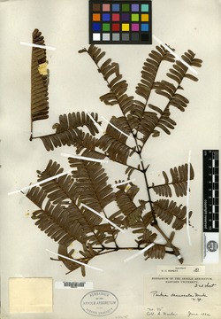 Parkia decussata image