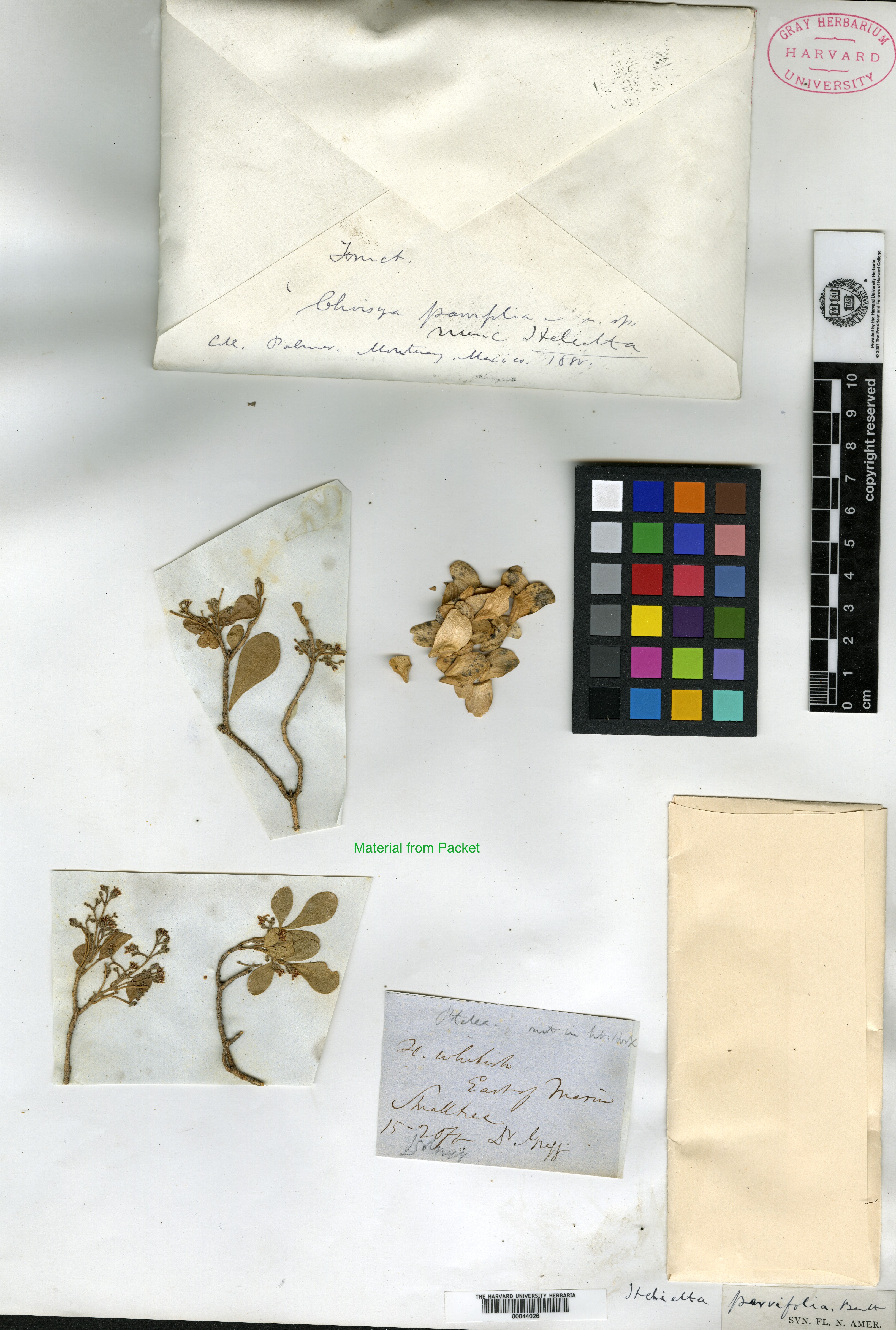 Helietta parvifolia image