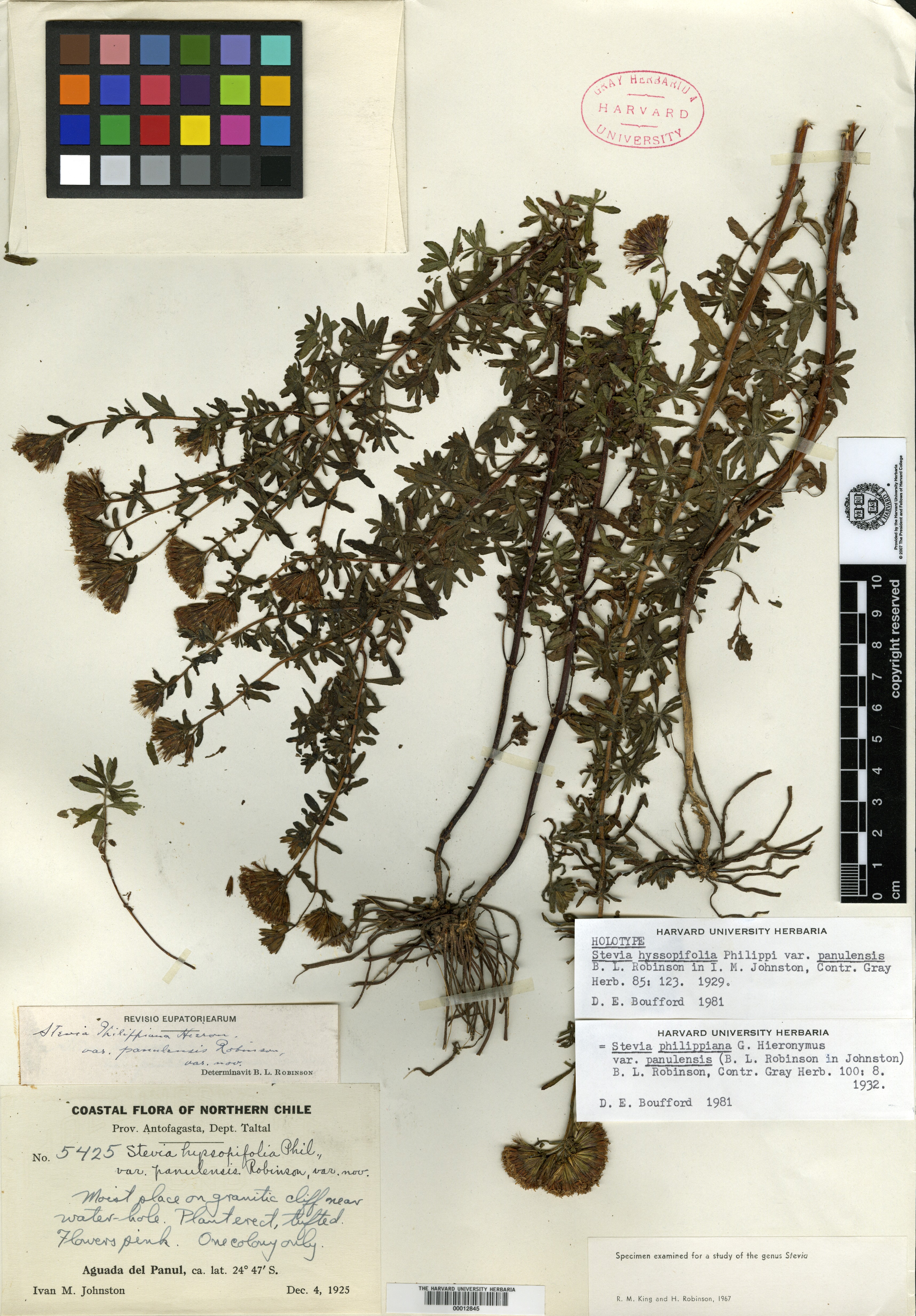 Stevia hyssopifolia image