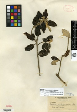 Antillanthus subsquarrosus image