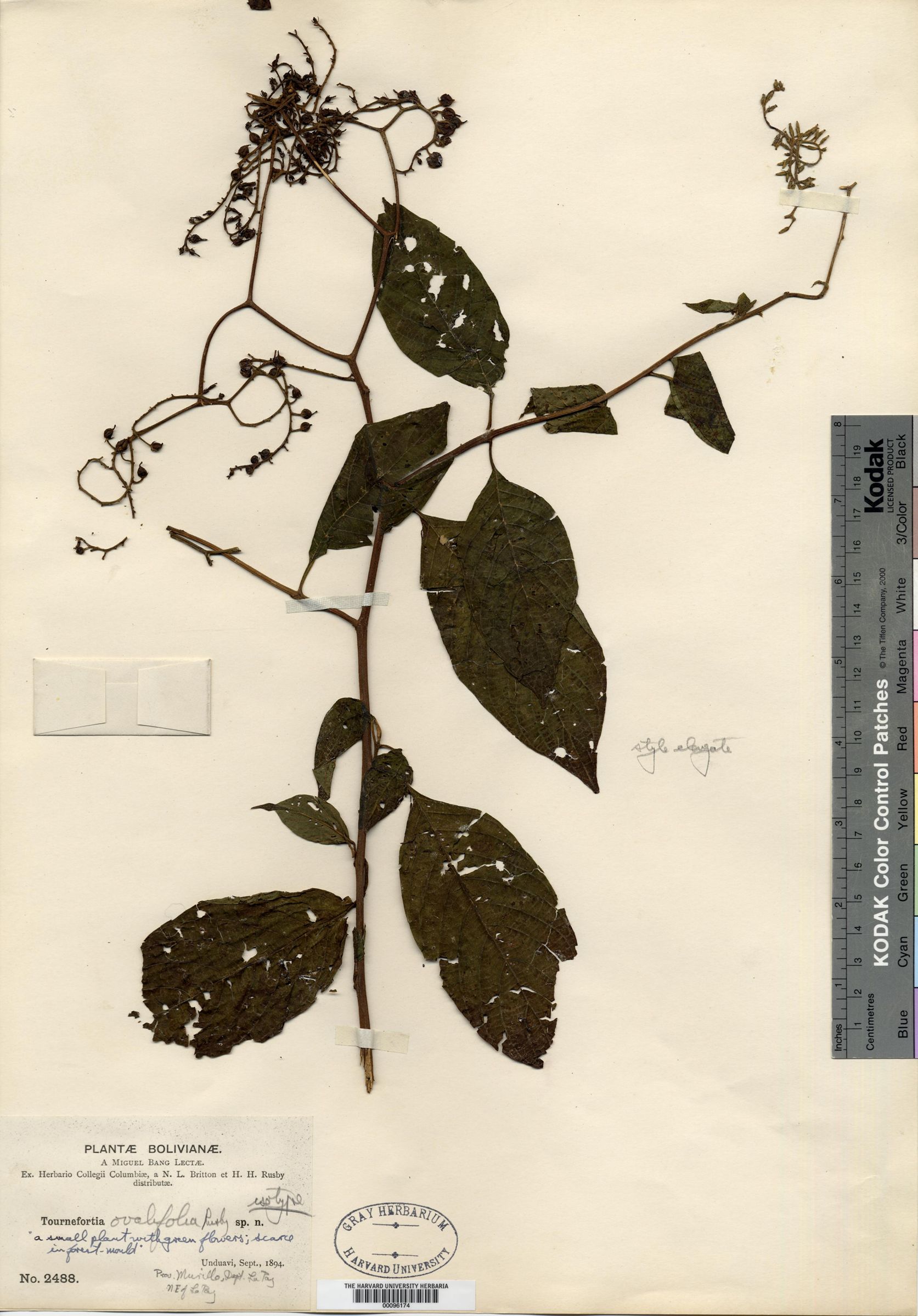 Tournefortia ovalifolia image