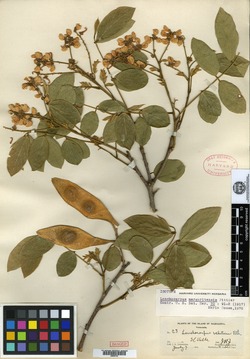 Lonchocarpus margaritensis image