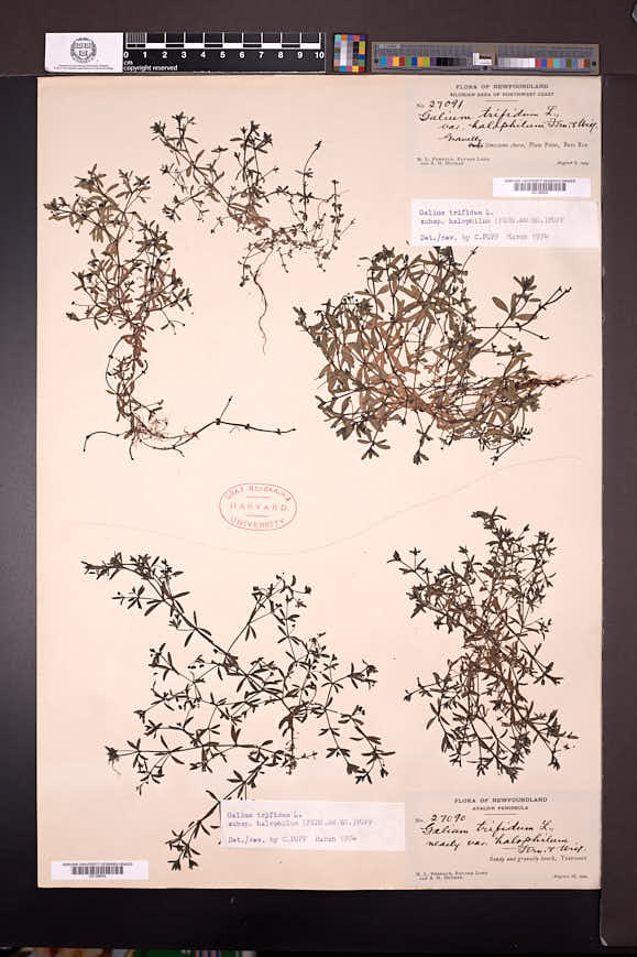 Galium trifidum subsp. halophilum image