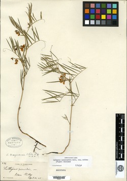 Lathyrus oregonensis image