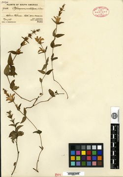 Beloperone sessilifolia image