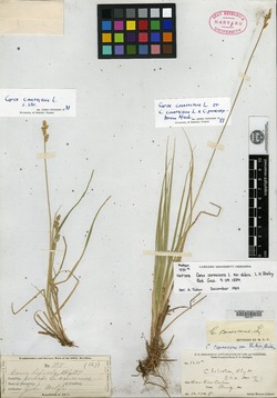 Carex canescens var. dubia image