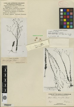 Stevia parvifolia image