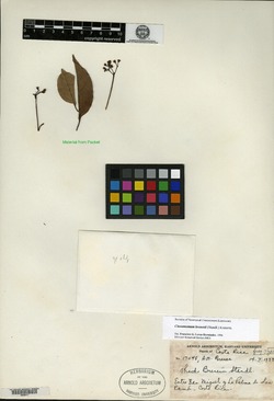 Cinnamomum brenesii image