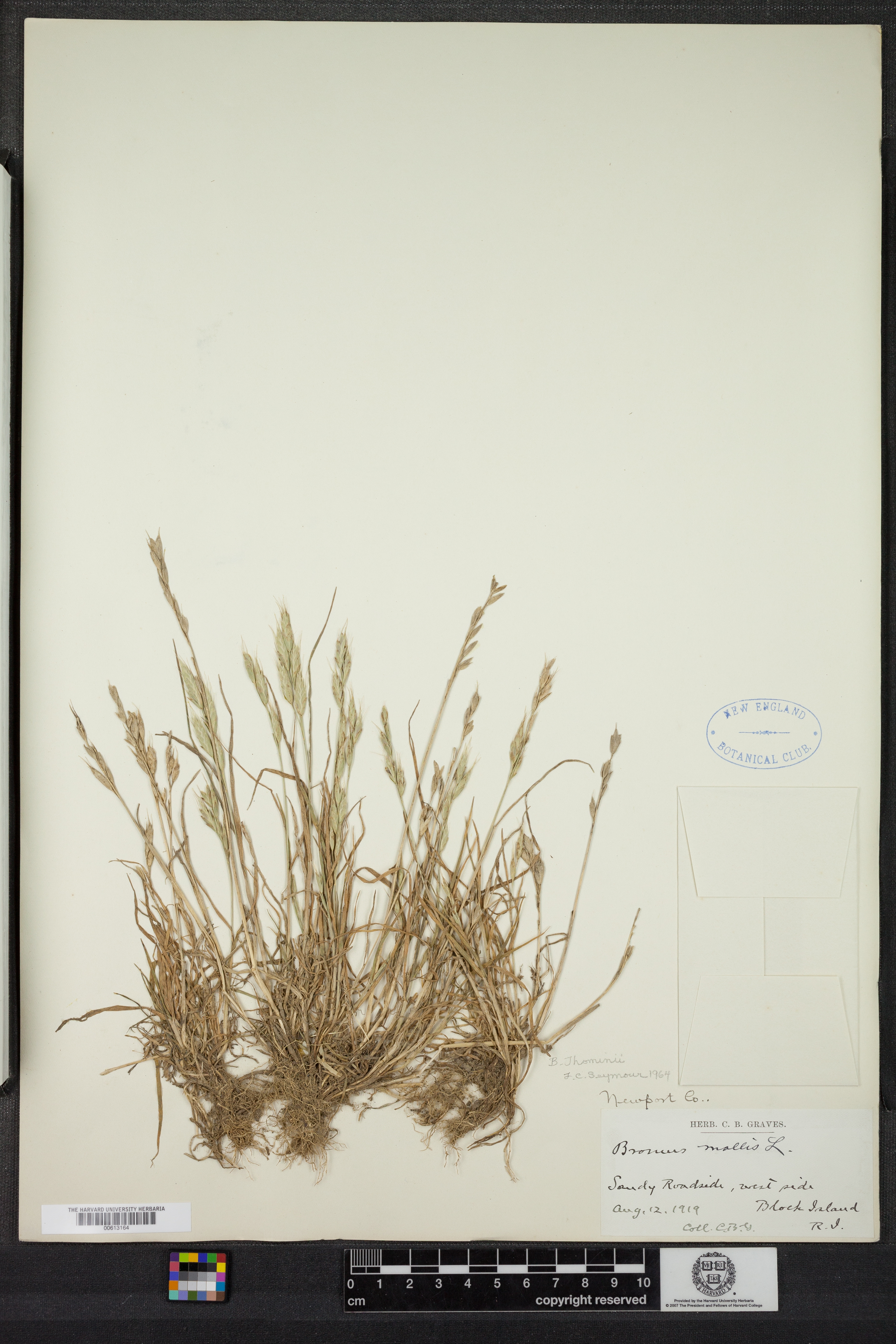 Bromus hordeaceus subsp. thominei image