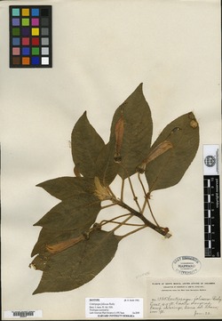 Centropogon luteus image
