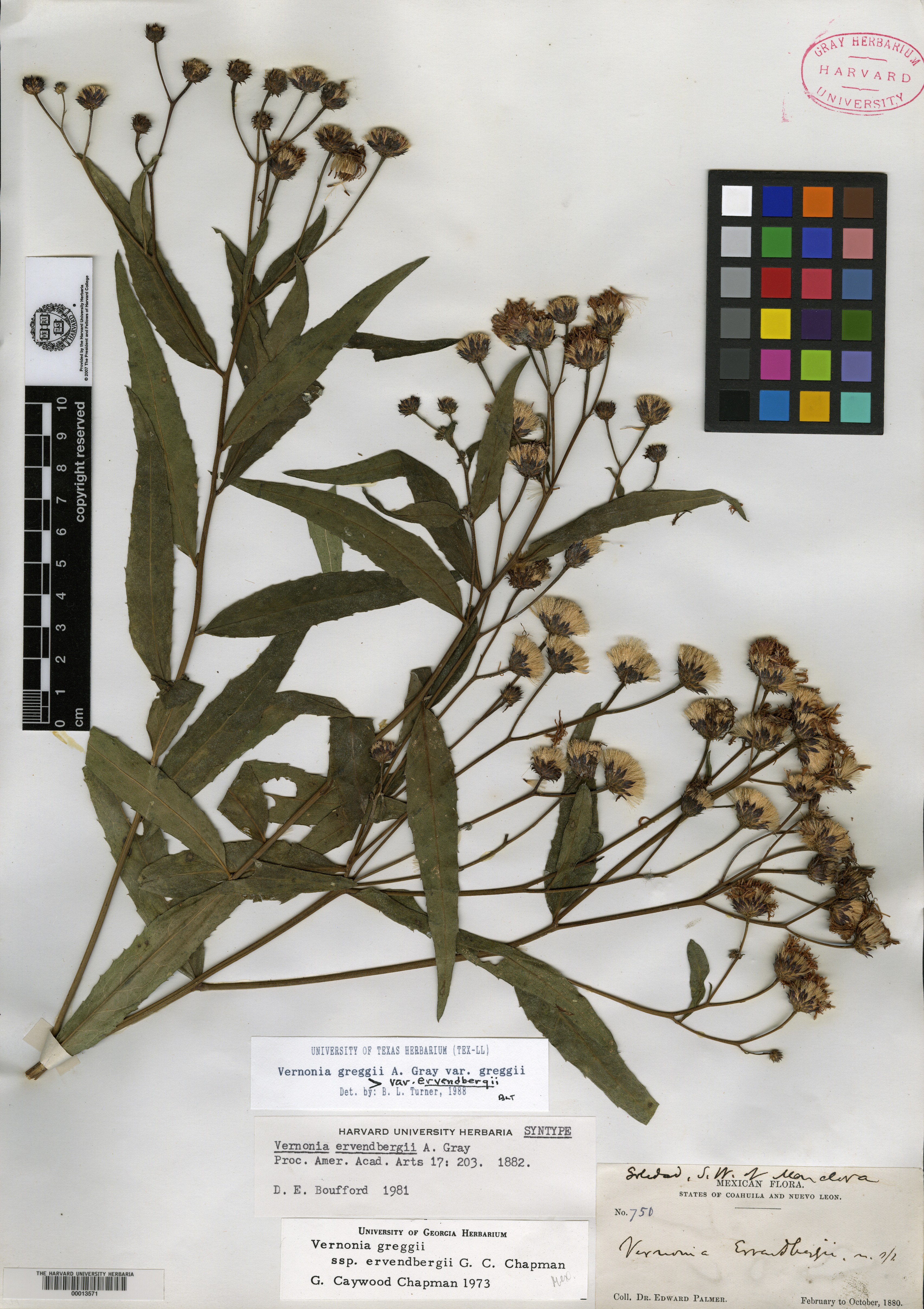 Vernonia greggii subsp. ervendbergii image