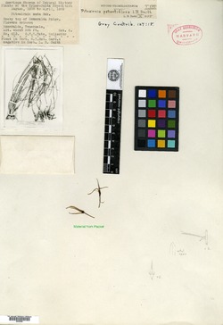 Pitcairnia spectabilis image