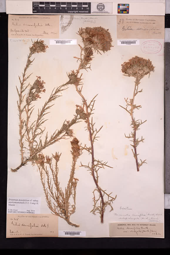 Eriastrum densifolium subsp. austromontanum image