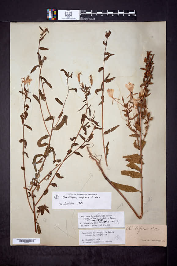 Oenothera bifrons image