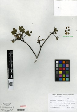 Phyllanthus myrtilloides image