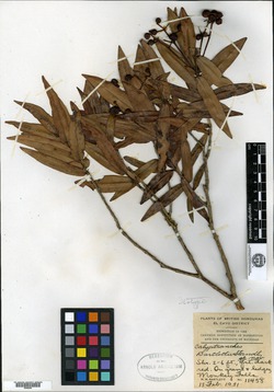 Calyptranthes bartlettii image