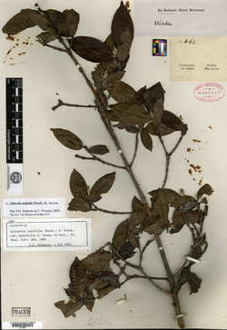 Alibertia latifolia image