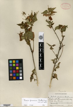 Pavonia fonsecana image