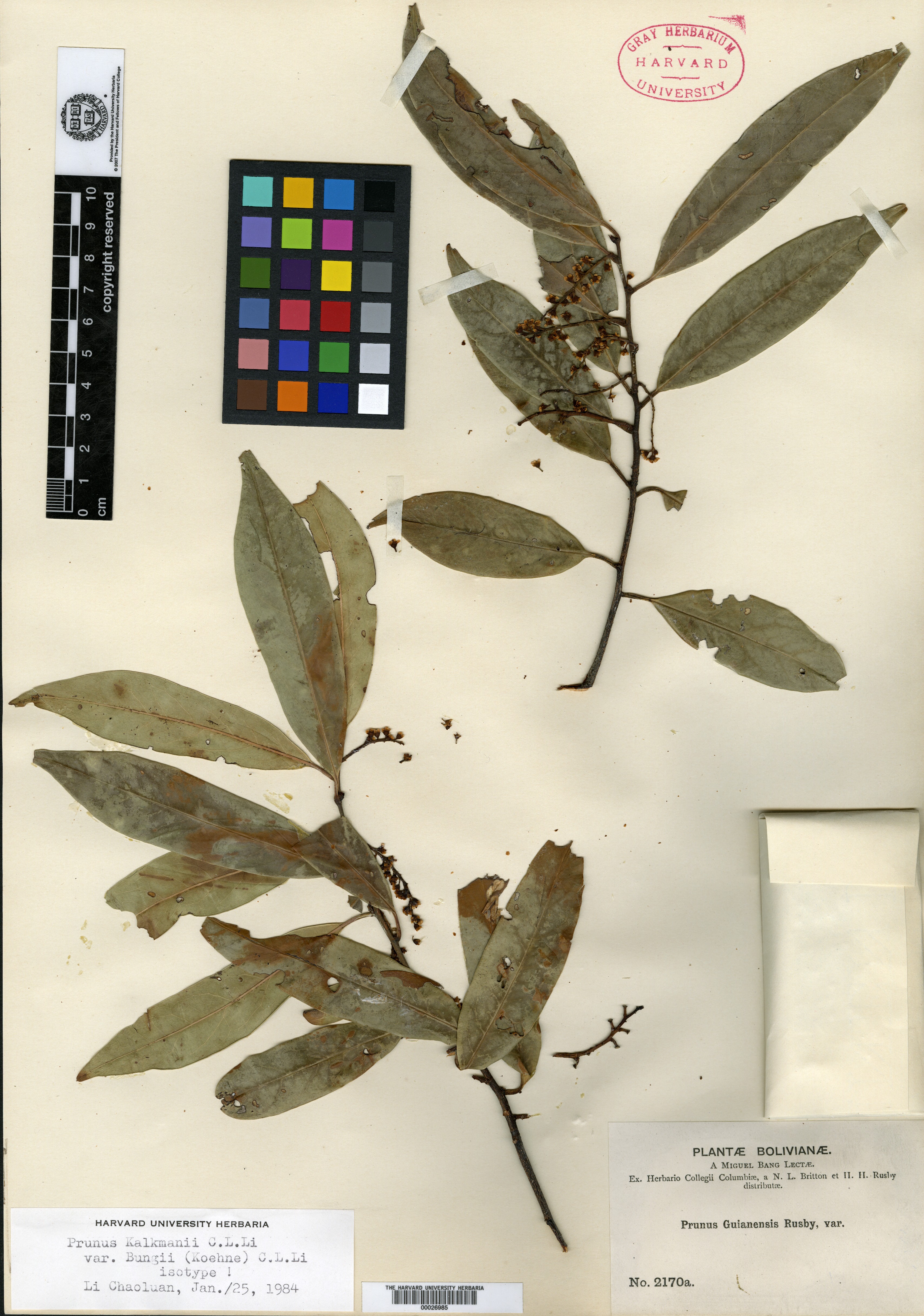 Prunus oleifolia var. bangii image
