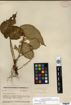 Begonia hondurensis image