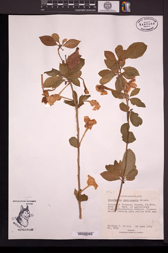 Brunfelsia jamaicensis image