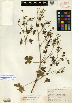 Geranium hystricinum image