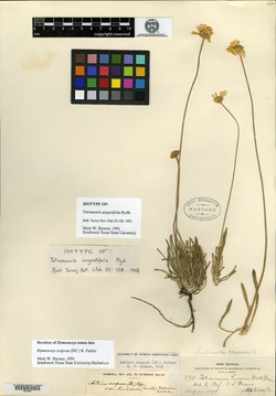 Tetraneuris angustifolia image