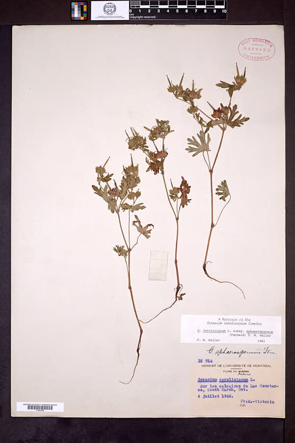 Geranium carolinianum var. sphaerospermum image