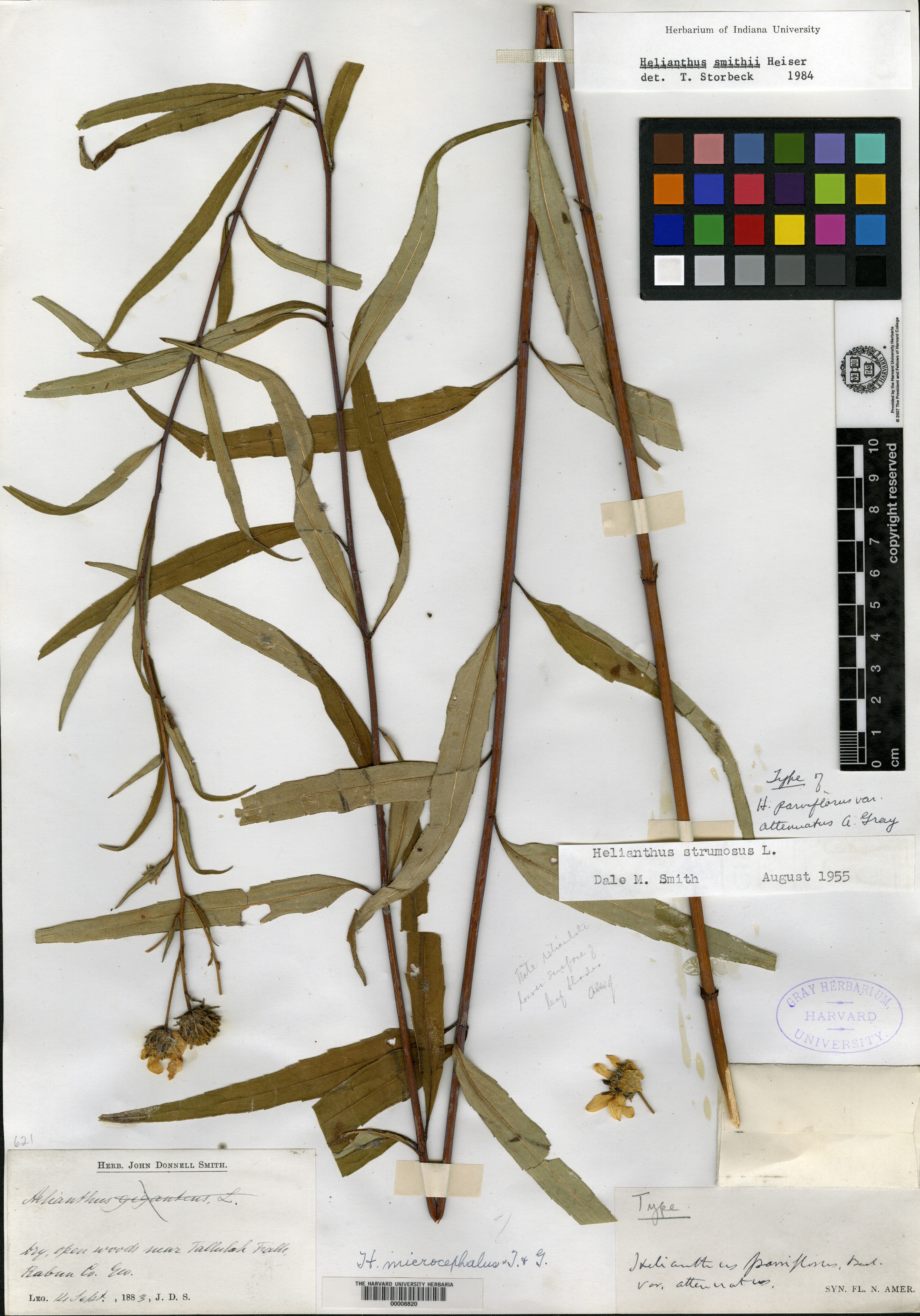Helianthus parviflorus image