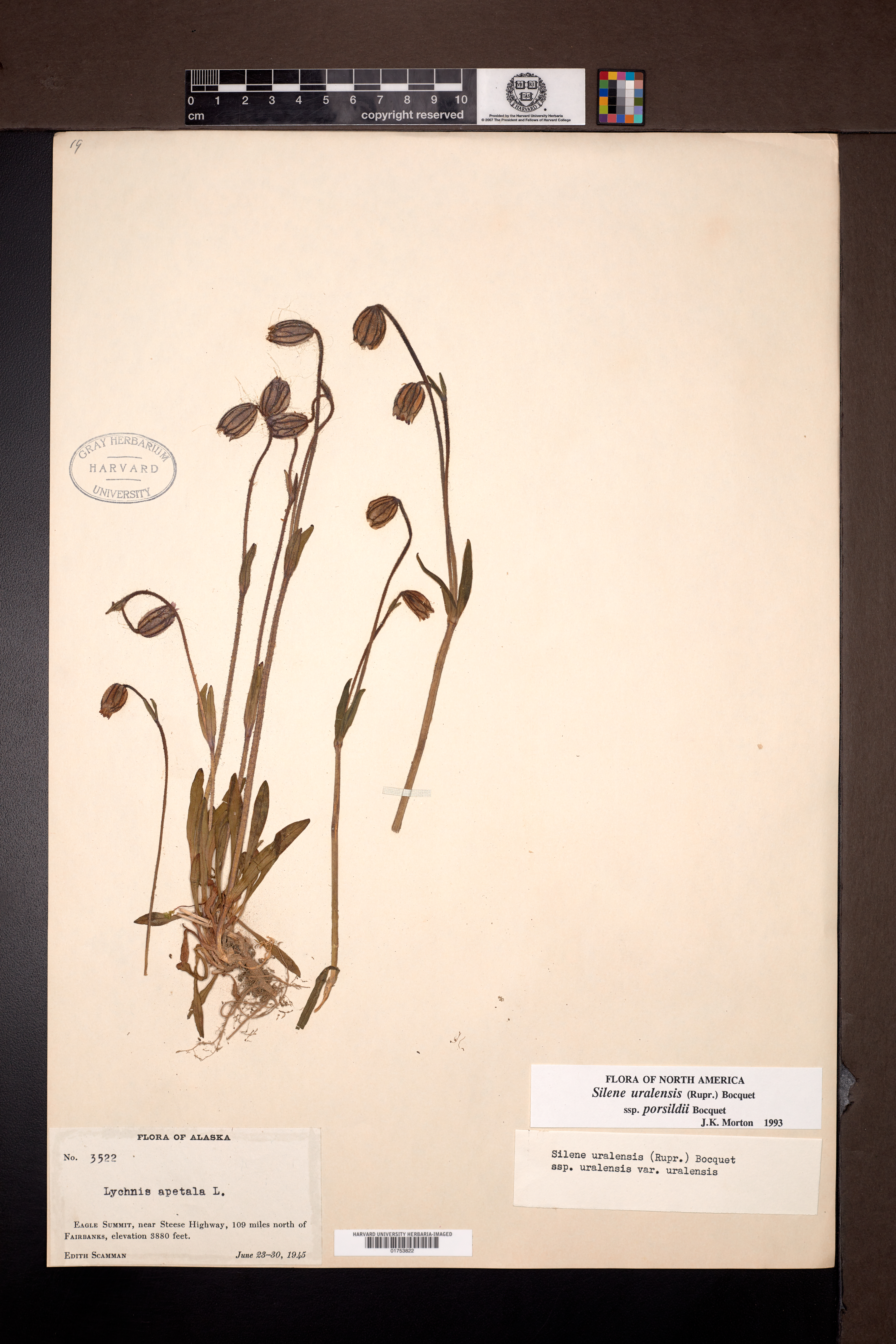 Silene uralensis subsp. porsildii image
