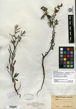 Lithospermum breviflorum image
