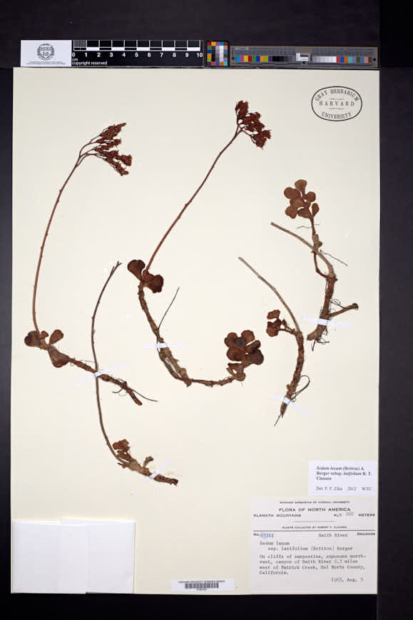 Sedum laxum subsp. latifolium image