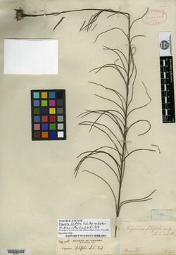 Aldama filifolia image
