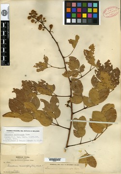 Leucaena macrocarpa image