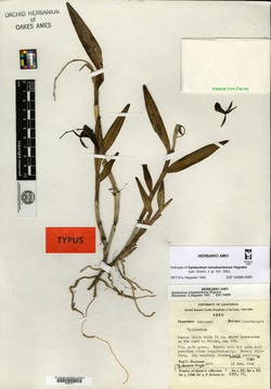 Epidendrum leimebambense image