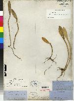Acianthera rubroviridis image