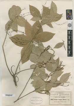 Acalypha longipes image