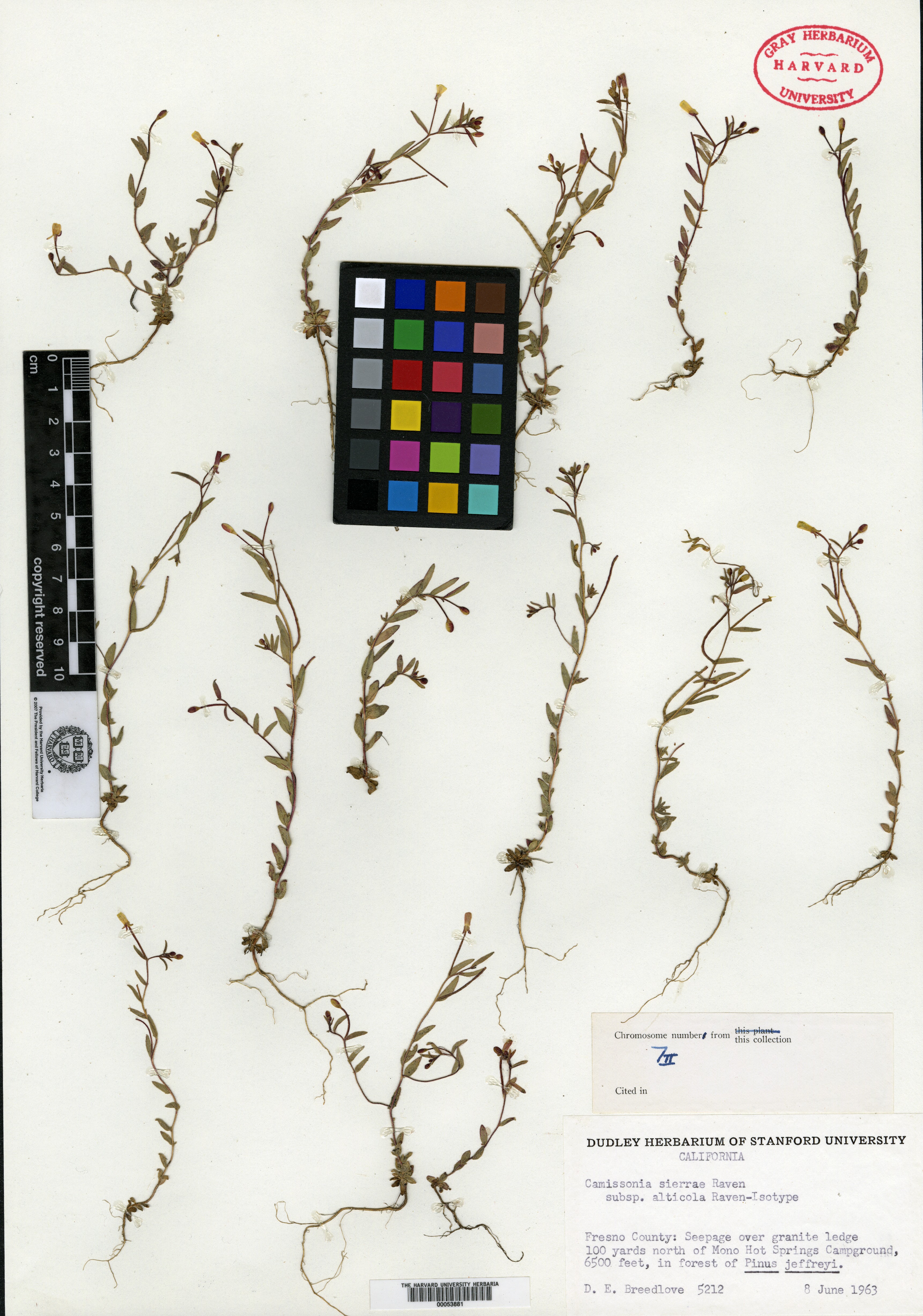 Camissonia sierrae subsp. alticola image