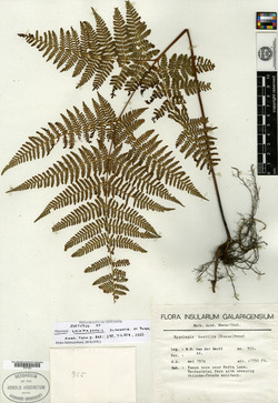Hypolepis stuebelii image