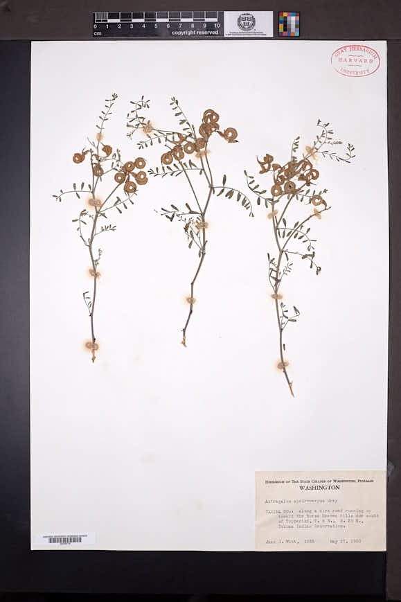Astragalus speirocarpus image