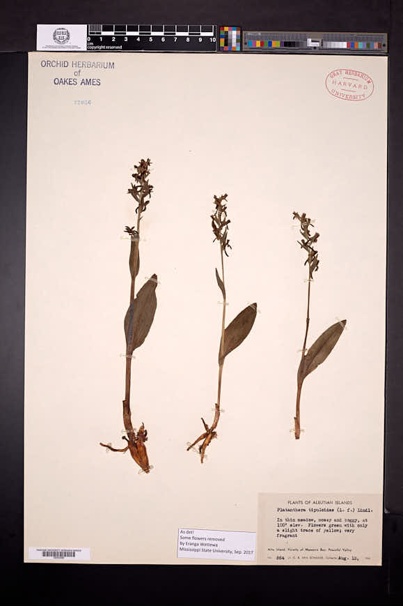 Platanthera tipuloides var. behringiana image