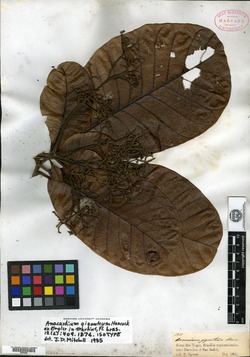 Anacardium giganteum image