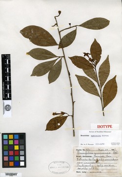 Brunfelsia amazonica image