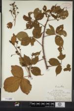 Rubus ravus image