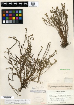Allocarya granulata image
