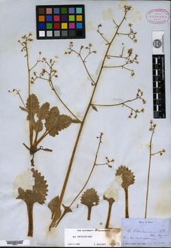 Saxifraga caroliniana image