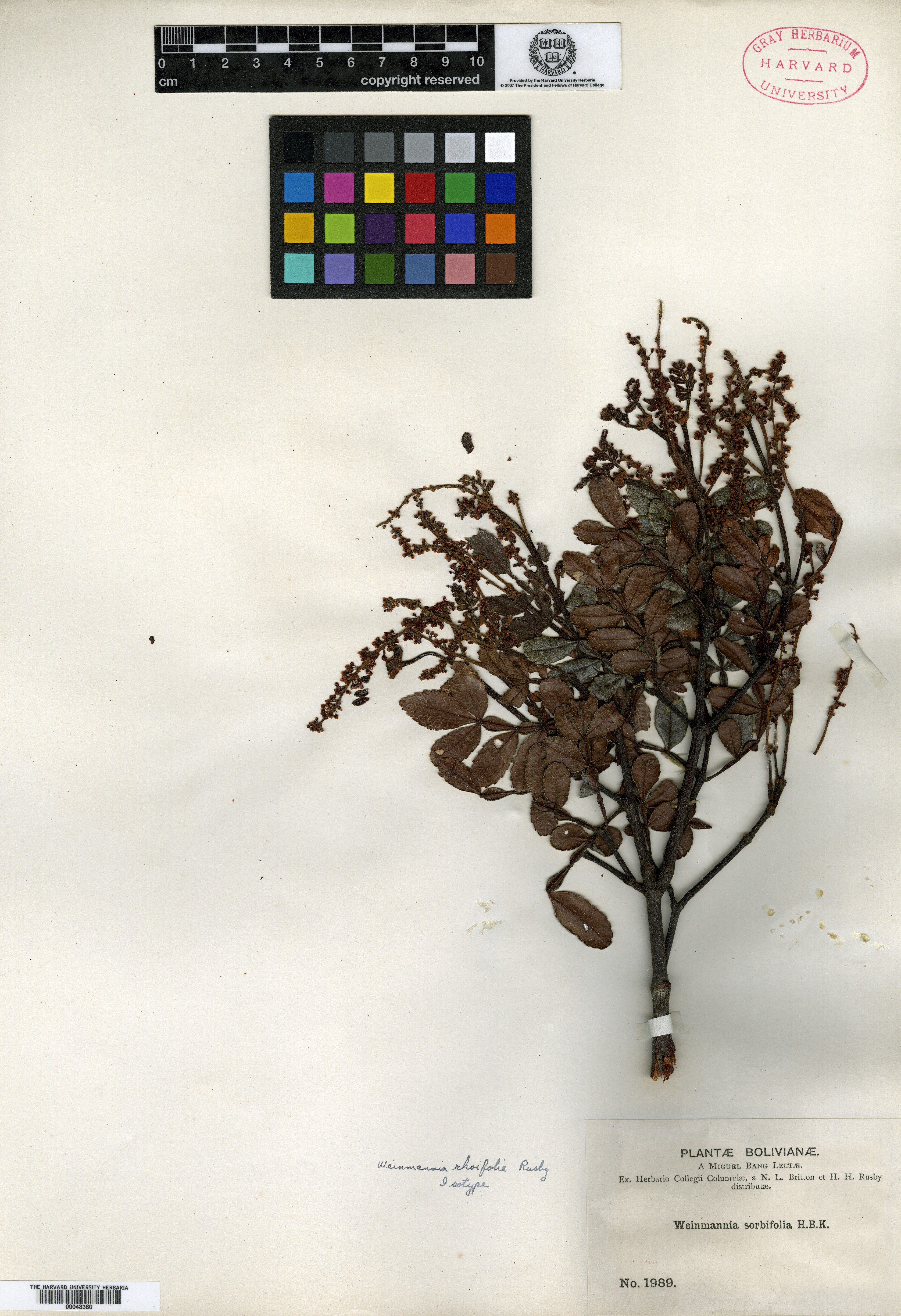 Weinmannia rhoifolia image