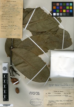 Tontelea mauritioides image