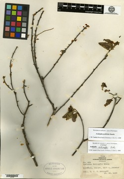 Acalypha subintegra image