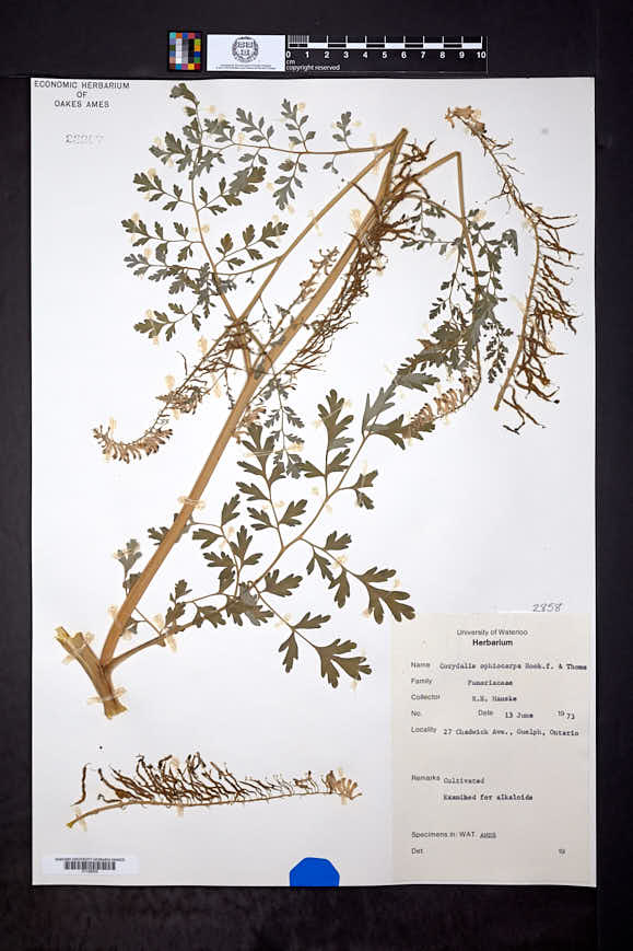 Corydalis ophiocarpa image